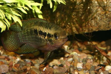 Red dots cichlid (Laetacara dorsigera) - Male の写真素材