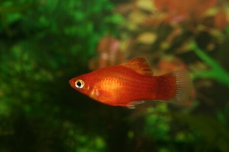 Marygold-Platy (Xipophorus maculatus) - Male