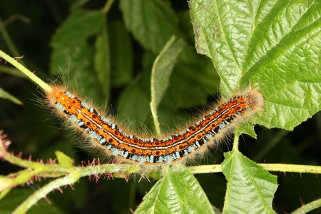 Caterpillar of the Buff-tip (Phalera bucephala) on a leafの写真素材