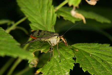 Common Scorpion fly (Panorpa communis) - female on a leafの写真素材