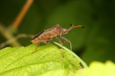 Dock bug (Coreus marginatus) on a leaf