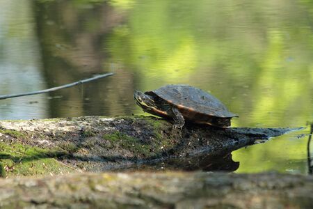 Yellow-bellied slider  Trachemys scripta scripta  on tree trunk in a lakeの写真素材