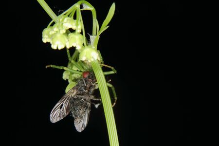 Goldenrod  crab spider (Misumena vatia)  - Female on a flower with a captured flyの写真素材