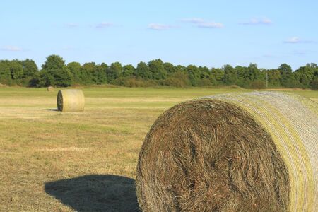 Hay bales on a meadow