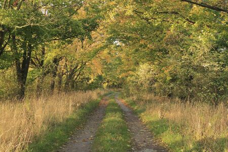 Trail in a flood plain, in the fall