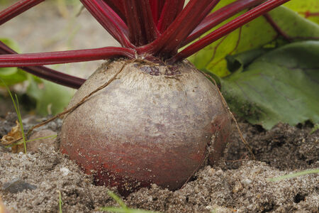 Beetroot in a garden bed