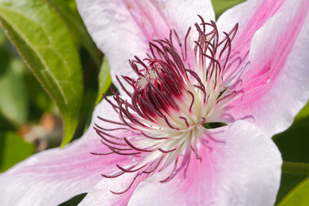 Clematis bloom in summer in a gardenの写真素材