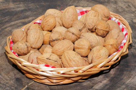 Freshly harvested walnuts and hazelnuts in a basket