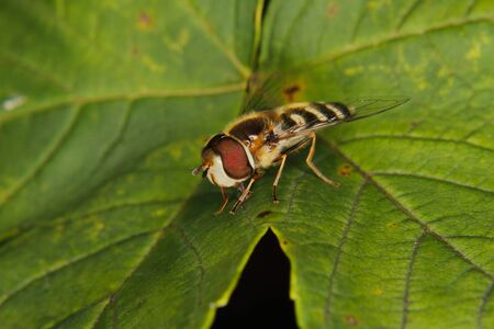 Hoverfly (Eupeodes corollae) on a leaf