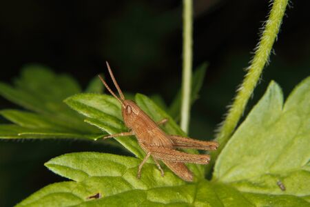 Larva of a Field grasshopper (Chorthippus apricarius) on a leaf