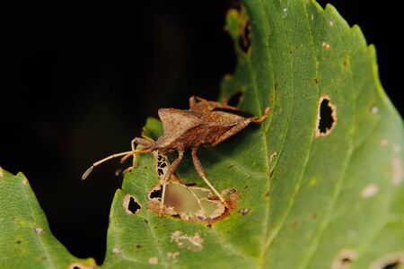 Dock bug (Coreus marginatus) on a leafの写真素材