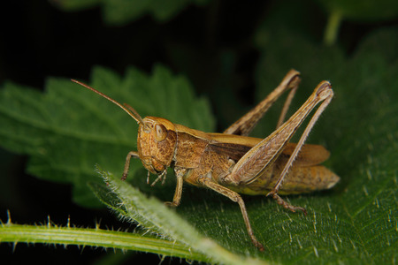 Field grasshopper (Chorthippus albomarginatus) on a leafの写真素材