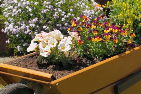 Small wooden wheelbarrow with flowers as decoration in a gardenの写真素材