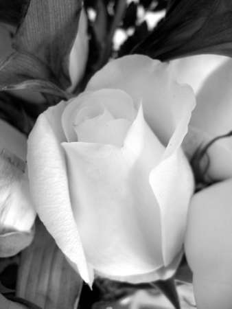 black and white rose bloomの写真素材