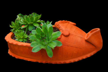Pinwheel in flowerpot of the shape of traditional serbian footwear isolated on black backgroundの写真素材