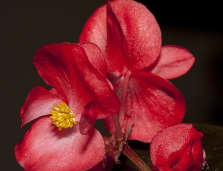Red Mini Begonia on the terrace gardenの写真素材
