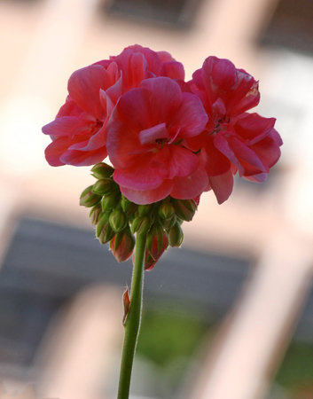 Pelargonium on the garden terraceの写真素材