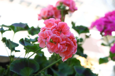 Pelargonium on the garden terraceの写真素材