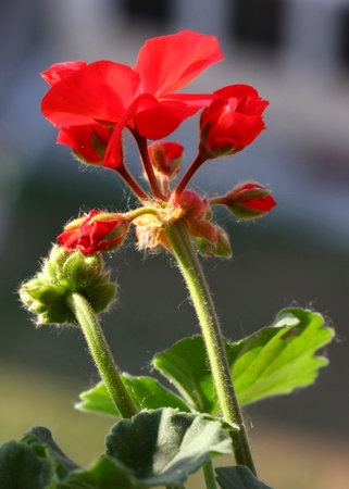Pelargonium on the garden terraceの写真素材