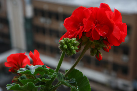 Pelargonium on the garden terraceの写真素材
