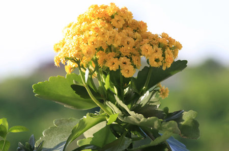 Yellow Kalanchoe in public garden