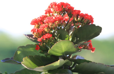 Red Kalanchoe in the public gardenの写真素材