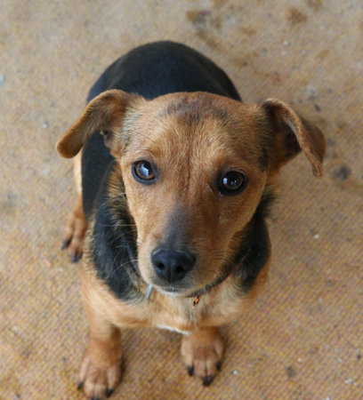 Cute mongrel dog in the village yardの写真素材