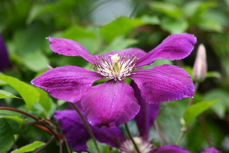 Close up of violet clematis in the rural gardenの写真素材