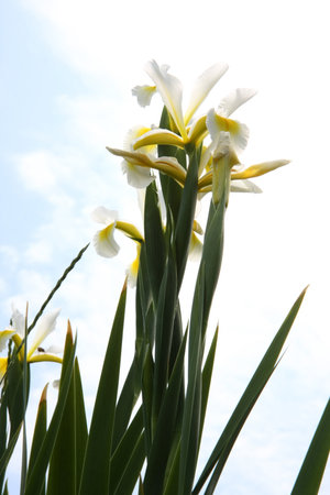 Close up of yellow Iris in village garden