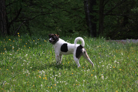 Beautiful mongrel dog standing in the meadow