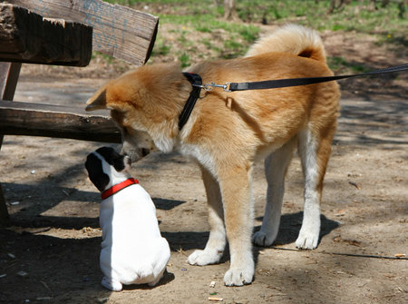 Puppies of Akita Inu and French bulldog in public parkの写真素材