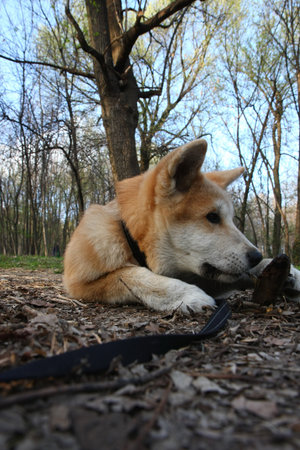 Puppy of Japanese dog Akita Inu having fun with piece of woodの写真素材