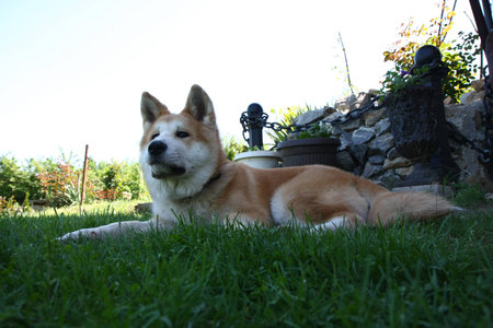 Akita Inu puppy resting in the yardの写真素材