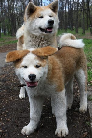 Akita inu female and puppy posing in public parkの写真素材