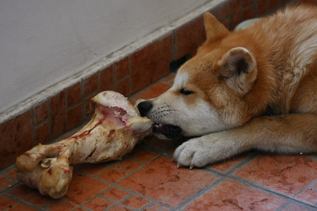 Akita inu puppy having fun with its boneの写真素材
