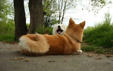 Puppies of Akita Inu and Samoyed enjoying in the gameの写真素材