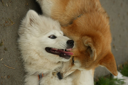 Puppies of Akita Inu and Samoyed enjoying in the game