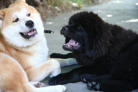Puppies of Akita Inu and Newfaundlander playing on the street