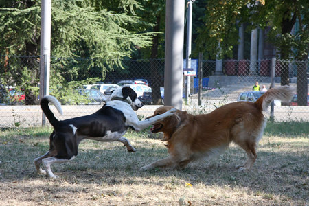 Two dogs enjoying game in dog park