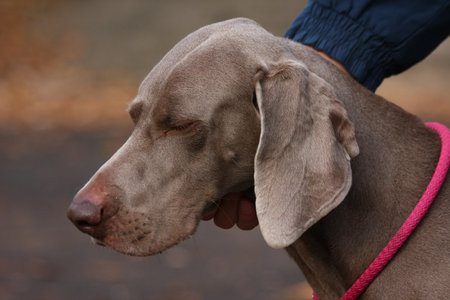 Portrait of beautiful young Weimaraner femaleの写真素材