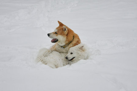 Akita Inu and Samoyed enjoying in the forest covered with snowの写真素材