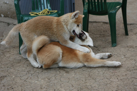 Cute Akita Inu puppies playing in the yardの写真素材