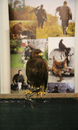 BELGRADE,SERBIA-MARCH 12,2017: Falcon posing at the stand of Serbian Falcon Society at 39th International Boat Show, hunting and fishingのeditorial素材
