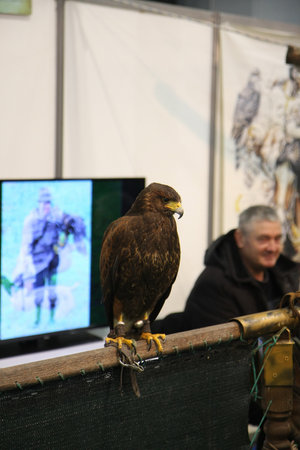 BELGRADE,SERBIA-MARCH 12,2017: Falcon posing at the stand of Serbian Falcon Society at 39th International Boat Show, hunting and fishingのeditorial素材