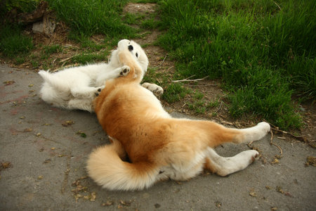 Cute puppies enjoying and playing on the sidewalkの写真素材