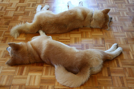 Akita Inu dogs resting on the floorの写真素材