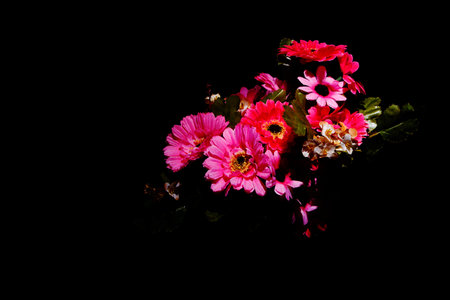Picture of bouquet of gerberas on dark backgroundの写真素材