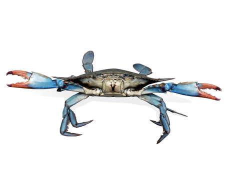 isolated photo of live blue crab in a fight pose from the Chesapeake Bay of Marylandの写真素材
