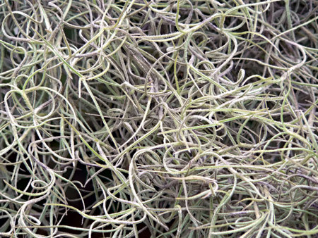 close up of spanish moss