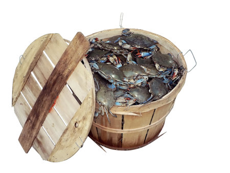 isolated photo of a bushel basket of live blue crabs from the